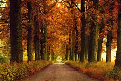 Fall Computer Wallpapers, Desktop Backgrounds