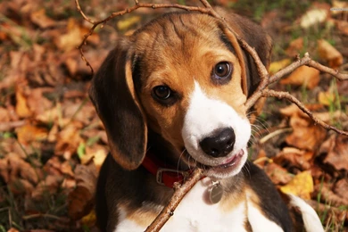 Beagle Puppy Widescreen Wallpapers 4534 Hd Wallpapers