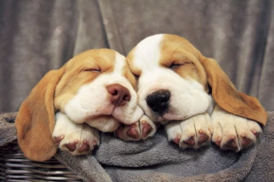 Beagle Puppies Wallpapers