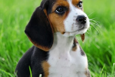 1000+ Ideas About Pocket Beagle On Pinterest
