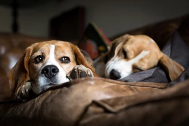 Beagle, Dog, Widescreen, High, Definition, Wallpaper, Download ...