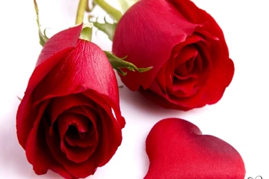 Beautiful Red Flower Wallpapers Free Download