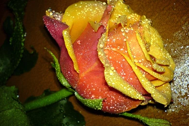 Beautiful Rose Flower Wallpapers For Desktop   Uncalke.com