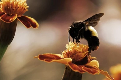 1600x1200 Busy Bee Desktop PC And Mac Wallpapers