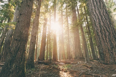 Oregon Archives   DotTechdotTech