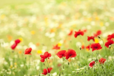 Beautiful Wallpapers Download