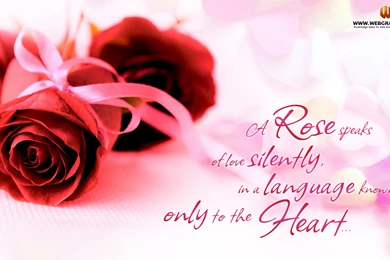 Rose Day Wallpapers Picture Images Photos 2012: View HD Image Of ...