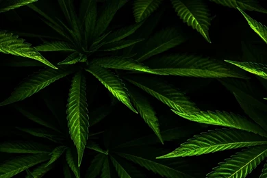 Weed HD Desktop Wallpapers : Widescreen : High Definition ...