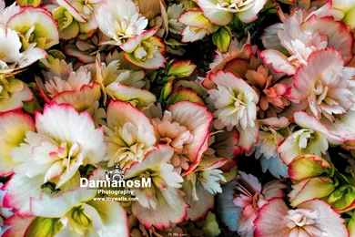 Tuberous Begonias Tuberhybrida Wide Wallpapers   ThyWalls.com