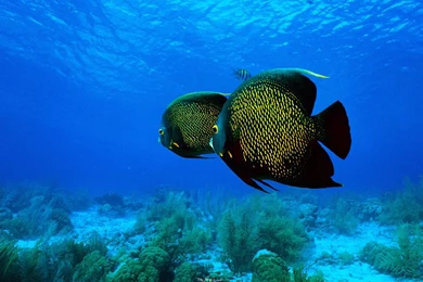 French Angelfish Wallpapers Wide UHD   ThyWalls.com