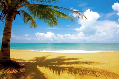 Coconut Tree In Beach Wallpapers HD