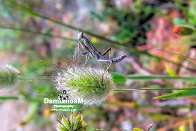 Praying Mantis Ameles Heldreichi Wide Wallpapers   ThyWalls.com