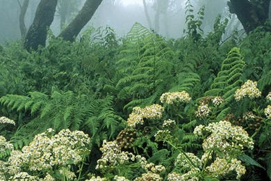 Download Wallpapers 3840x1200 Spain, Wood, Vegetation, Trees ...