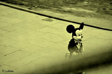 Cats Animals Photography Kittens Pets 3072x4608 Wallpapers ...