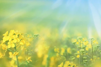 Spring Backgrounds   Wallpapers Zone