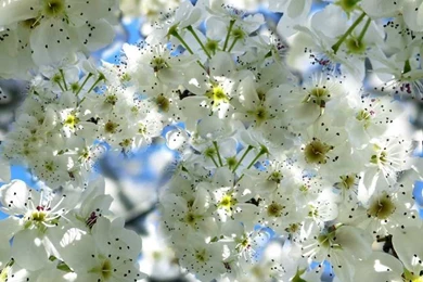 Spring Flowers Backgrounds