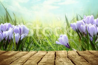Spring Backgrounds Stock Photo 62848504   IStock
