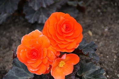 Neon Orange Backgrounds   Wallpapers Cave