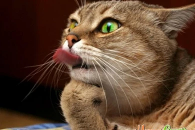 Very_funny_animal_wallpapers (1)