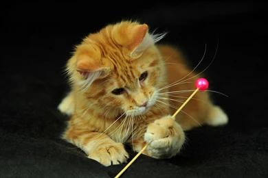 Funny Cat Wallpapers