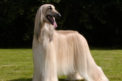 Afghan Dog Hd Images   Free Hd Wallpapers
