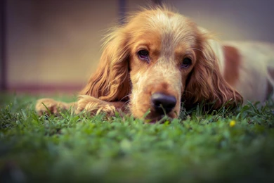 Dog Wallpapers, Best Friends, Hd Dog Images, Free Images, Dog ...