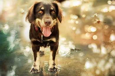 Animal Wallpapers, Best Friends, Habitats, Natural Life, Dangerous ...