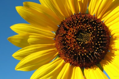 Sunflower Desktop Wallpapers   HD Wallpapers POP