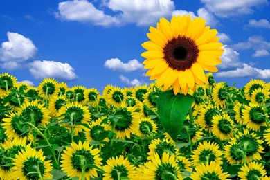 Sunflower Desktop Wallpapers Free   Wallpapers Cave