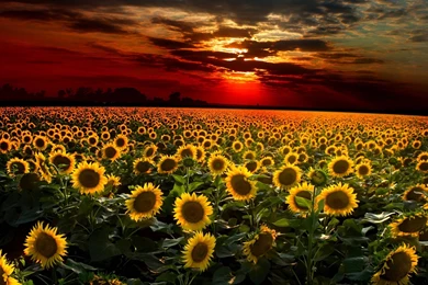 Sunflower Field Wallpapers Full HD