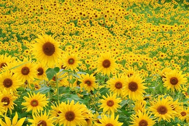 Sunflower Wallpapers Desktop : Your Wallpaper Images : Free ...