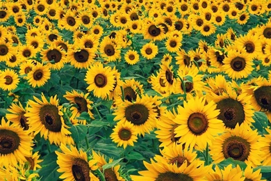 Flowers Wallpapers HD And Widescreen