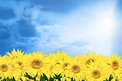 Sunflower Desktop Wallpapers Mac