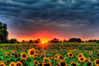 Sunflowers Galore! Computer Wallpapers, Desktop Backgrounds ...