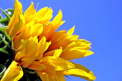 Sunflower Wallpapers Pictures 2333 1600x1200   UMad.com