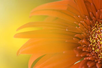 Hd Sunflower High Quality Free Pictures For Computer Backgrounds