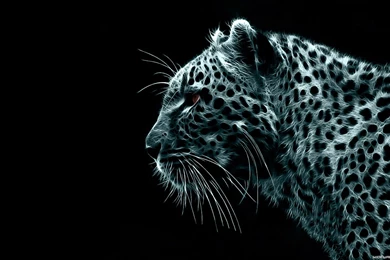 Black Hd Wallpapers 1920X1080 4 Free Wallpapers   Hdblackwallpaper.com