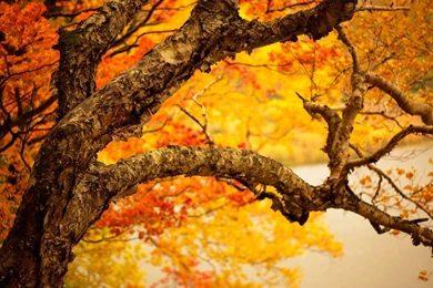Dry Tree Autumn Leaves Reddish Wide HD Wallpapers   OmWallpapers