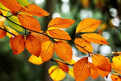 Reddish Leaves Branch Autumn Bokeh HD Wallpapers   OmWallpapers