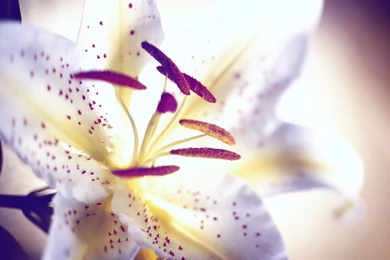 Lily Flower Images And Wallpapers Download