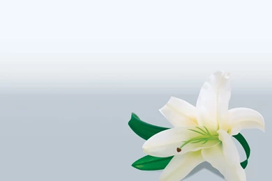 Lily Flower Powerpoint Templates   Flowers, Green, Yellow   Free ...