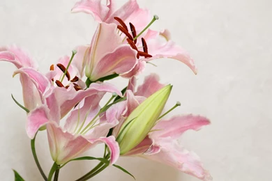 Download Wallpapers 2560x1440 Lily, Flower, Bud, Stamens Mac iMac ...