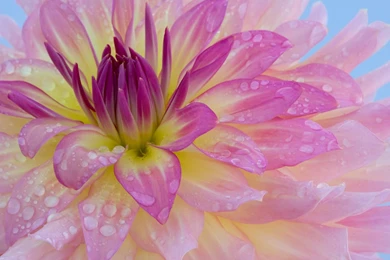 Flowers Wallpapers Photos: Lily Flower Wallpapers