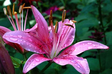 Lily Flower Wallpapers