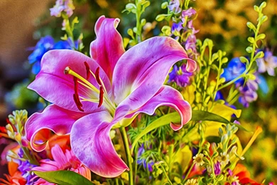 Download Wallpapers 3840x2400 Flower, Lily, Rose, Style Ultra HD 4K ...