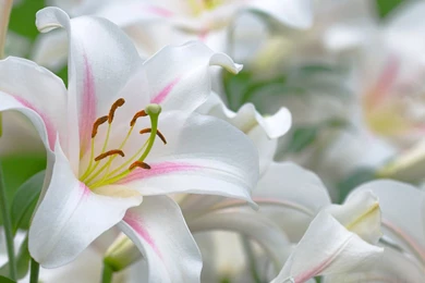 864001 Orange Flowers HD Wallpapers