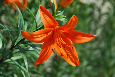 Lily Flowers Wallpapers