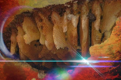 Browsing Wallpapers On DeviantArt