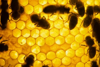 Timeline Of A Bee Massacre: EPA Still Allowing Hive Killing ...