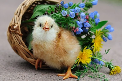 Cute Wallpapers Hd Collection (35+)